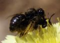 Panurgus sp.